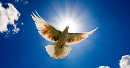 peace_dove